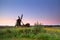 Dutch windmill on flowering meadow at sunrise