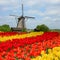 Dutch windmill over tulips field