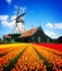 Dutch windmill over tulips field
