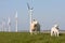 Dutch windmill and sheep