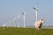 Dutch windmill and sheep