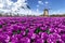 Dutch windmill spring landscape