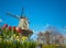 Dutch windmill and tulips