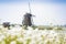 Dutch windmill with white flowers in front