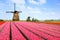 Dutch windmills behind rows of pink tulip flowers, Netherlands