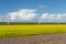 Dutch windturbines behind a yellow coleseed field