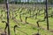 Dutch winery and vineyard in North Brabant, Netherlands, rows on growing grape plants