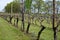 Dutch winery and vineyard in North Brabant, Netherlands, rows on growing grape plants