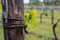 Dutch winery and vineyard in North Brabant, Netherlands, rows on growing grape plants