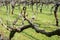 Dutch winery and vineyard in North Brabant, Netherlands, rows on growing grape plants