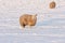 Dutch winter andscape with sheep in snow covered meadow