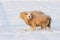 Dutch winter andscape with sheep in snow covered meadow