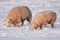 Dutch winter andscape with sheep in snow covered meadow