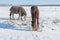 Dutch winter with snowy field and horses covered with blanket