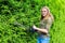 Dutch woman pruning hedge with electric hedge shears