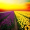 Dutch yellow and violet tulip fields in sunny day