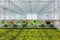 Dutch youngsters working in a greenhouse filled with young geraniums