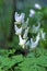 Dutchman`s Breeches  36500