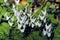 Dutchman`s Breeches  62680