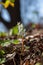 Dutchman`s Breeches blooming in a woodland ravine