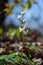 Dutchman`s Breeches blooming in a woodland ravine