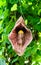 Dutchman\'s pipe, Aristolochia gigantea