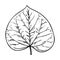 Dutchman's pipe leaf sketch illustration. Hand drawn aristolochia macrophylla. Vector botanic illustration, isolated on