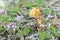 Dutchman`s pipe, Monotropa hypopitys