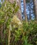 Dutchman`s pipe, Monotropa hypopitys ssp hypopitys flowers in a pine forest, vertical image