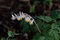 Dutchmans breeches in early light.