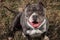 Dutiful American Bully waiting and looking to the camera