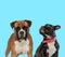Dutiful Boxer looking forward and curious French Bulldog looking up