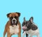 Dutiful Boxer looking forward and French Bulldog licking its nose