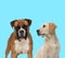 Dutiful Boxer looking forward and Labrador Retriever looking at it