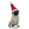Dutiful pug waiting and wearing a Santa Clause hat