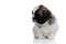 Dutiful Shih Tzu cub looking away and waiting