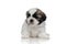 Dutiful Shih Tzu cub looking forward and waiting