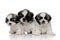 Dutiful Shih Tzu cubs looking forward and waiting