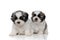 Dutiful Shih Tzu cubs looking forward and waiting