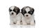 Dutiful Shih Tzu puppies looking forward and waiting