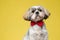 Dutiful Shih Tzu puppy looking forward focused and wearing bowtie