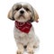 Dutiful Shih Tzu puppy wearing bandana while sitting