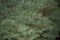 Dwarf Alberta white spruce close up