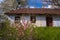 Dwarf almond twig blossom in spring sunshine, old abandoned clay country house, stained tin roof, grass overgrown yard desolation