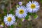 Dwarf Alpine Daisy alongside the trail at Steamboat Lake