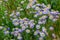 Dwarf Alpine Daisys in a Field in Colorado