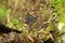 Dwarf American Toad   806237