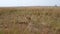 Dwarf antelope dik dik grazing in tall yellow grass of African savannah