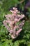 Dwarf astilbe