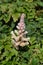 Dwarf astilbe